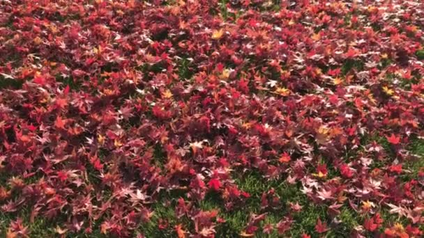 Babyfüße gehen auf rotes Herbstlaub — Stockvideo