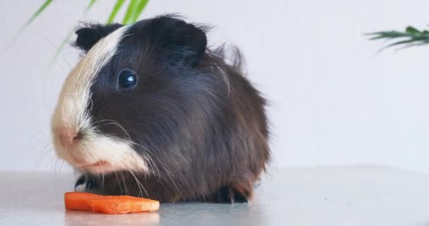 Sea guinea pig eats carrots — Stock Video