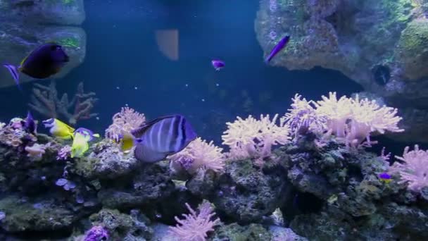 Aquarium with fish and corals — Stock Video