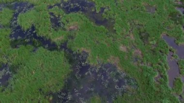 Çeşitli bitki örtüsü, göller ile güzel Everglades havadan görünümü