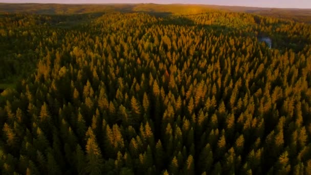 Vista desde una altura de bosque en la hora de la puesta del sol — Vídeo de stock