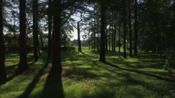 Ιπτάμενα γούρνα δάσος — Αρχείο Βίντεο