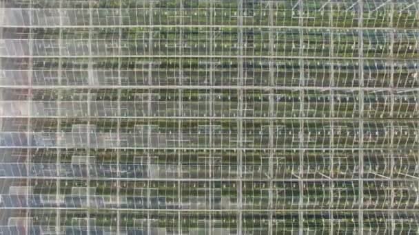 Aerial view of agricultural greenhouses — Stock Video