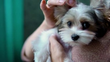 Elinde Komik Yorkshire Teriyerinin Portresi