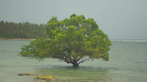 Árvore solitária crescendo na água perto da costa silhueta contra o céu cinzento. Primavera de 2015, Filipinas. Full HD — Vídeo de Stock