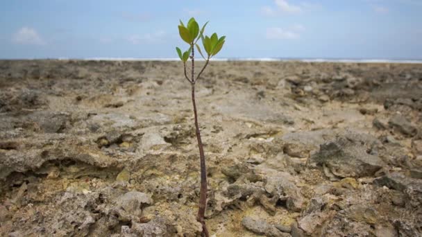 A lone tree sprout among the rocks. — Stock Video