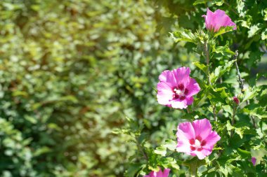 Yeşil parkın arka planında leylak çiçeği. Yeşil parkın arka planında leylak çiçeği. Yeşil çalılıklarda mor çiçekler