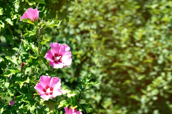 Lilac flower on a background of green park. Lilac flower on a background of green park. Violet flowers on a green bush