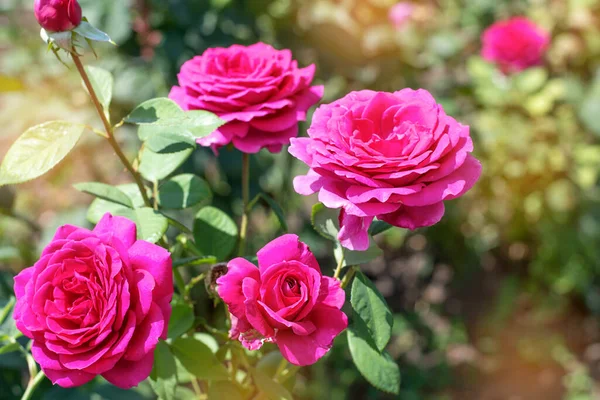 Różowa Róża Tle Zielonego Parku Różowa Róża Zbliżenie Krzaku Parku — Zdjęcie stockowe