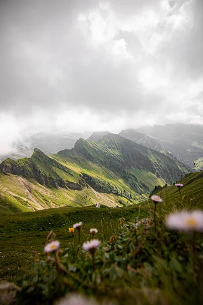 Panoramisch Uitzicht Een Hooggelegen Weide Zwitserse Alpen Kleurrijke Bloemen Voorgrond — Stockfoto