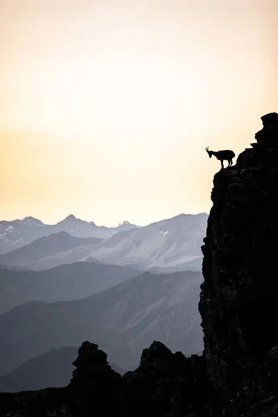 Силуэт Ходячей Серны Швейцарских Альпах Швейцария Стоковое Фото