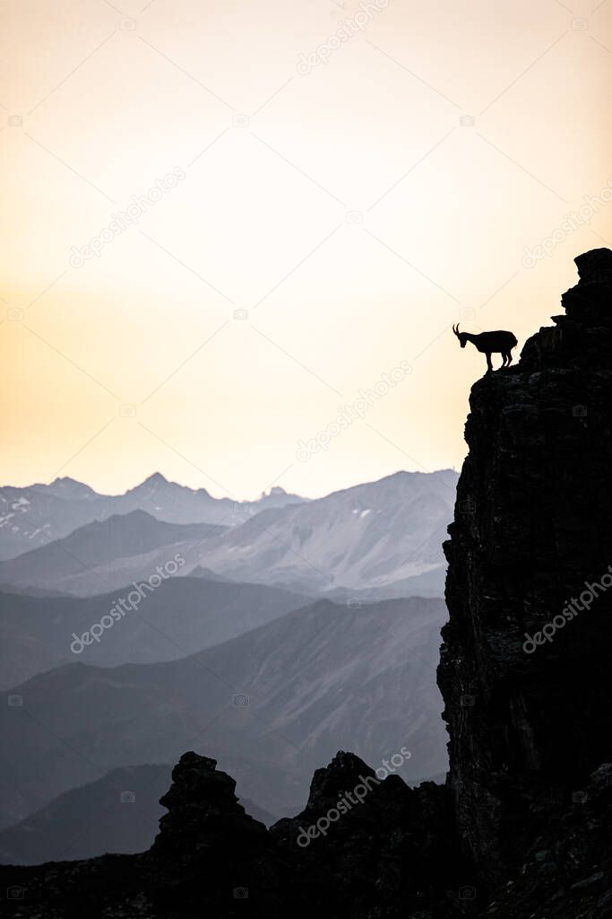 silhouette of a walking chamois in the Swiss Alps. Switzerland