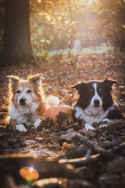 Güz mevsiminde, portakallı yaprakların içinde uzanan kabaklarla dolu arka planda iki çoban köpeği.
