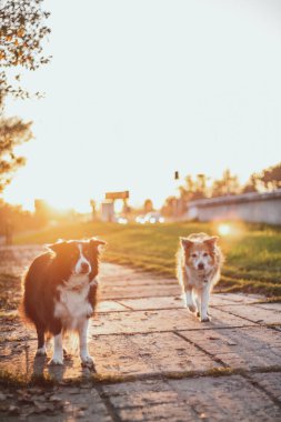 Gün batımında iki sınır köpeği. Günbatımında sarı ışık