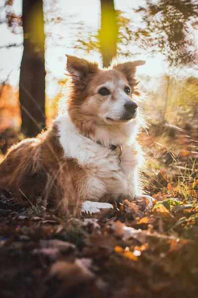 Brązowa Granica Rasy Psów Collie Parku Jesienią Opadłych Liściach Koncepcja — Zdjęcie stockowe