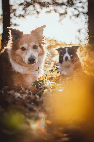 Коричневая Граница Колли Собака Породы Парке Осенью Опавших Листьях Осенняя — стоковое фото
