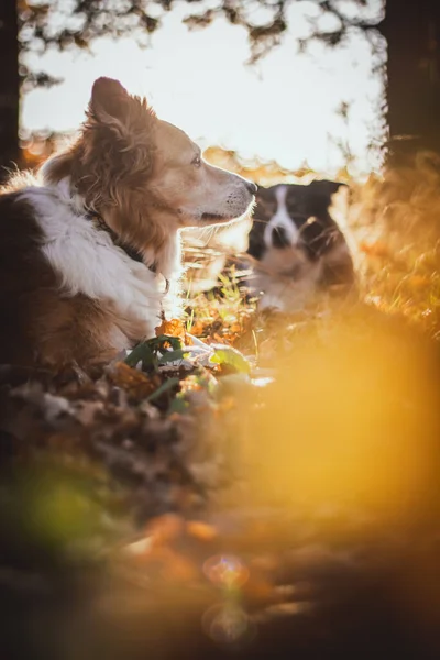 Borda Marrom Raça Cão Collie Parque Outono Folhas Caídas Conceito — Fotografia de Stock