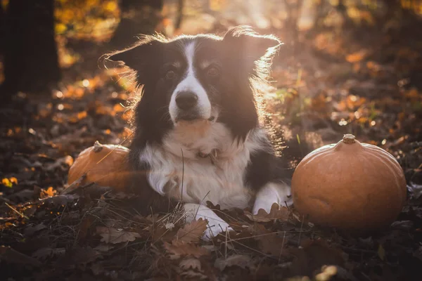 Черно Белый Колли Лежит Рядом Тыквой Опавших Листьях Halloween Orange — стоковое фото