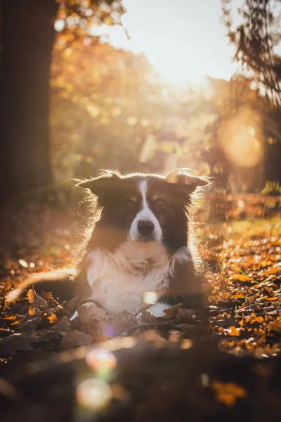 Adorable Autumn Portrait Amazing Black White Adult Border Collie Nature — Stock Photo, Image