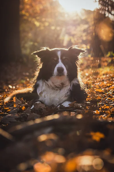 Adorable Autumn Portrait Amazing Black White Adult Border Collie Nature — Stock Photo, Image