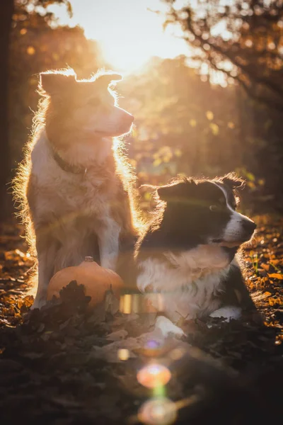 两头边境牧羊犬躺在背景光中 背景光下长着松香 它们躺在橘红色落叶中 — 图库照片