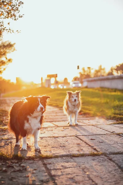 Dwie Graniczne Collie Zachodzie Słońca Żółte Podświetlenie Zachodzie Słońca — Zdjęcie stockowe