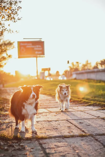 Dwie Graniczne Collie Zachodzie Słońca Żółte Podświetlenie Zachodzie Słońca — Zdjęcie stockowe