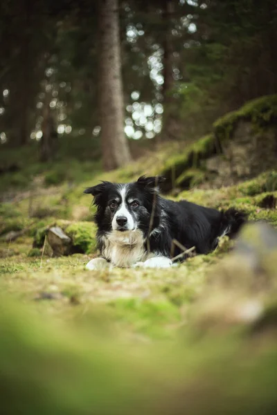 Adorable photo of a black and white border collie in the green forest — Foto de Stock