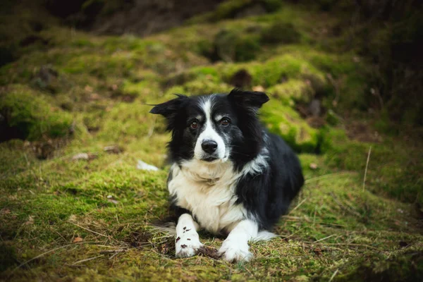 Adorable photo of a black and white border collie in the green forest — Fotografia de Stock