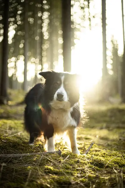 Black and white border collie in green forest with backgroubd light — Stok fotoğraf