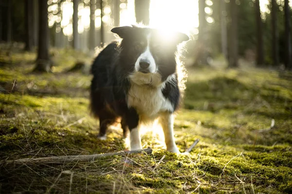 Black and white border collie in green forest with backgroubd light —  Fotos de Stock