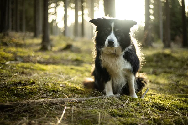 Black and white border collie in green forest with backgroubd light — Zdjęcie stockowe