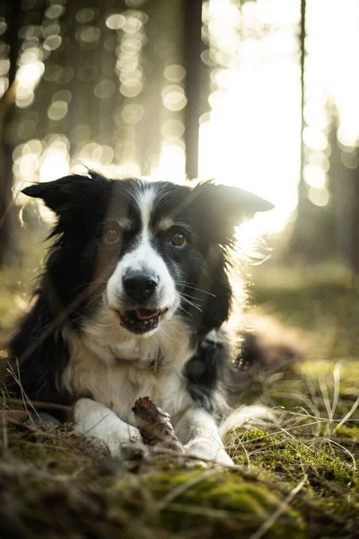 Black and white border collie in green forest with backgroubd light — Stock Fotó