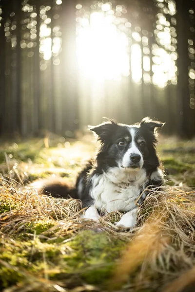 Black and white border collie in green forest with backgroubd light — Stockfoto