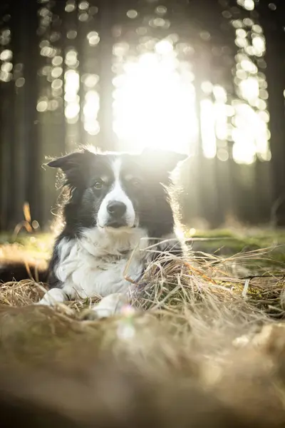 浅绿色森林中的黑白相间的边境牧羊犬 — 图库照片