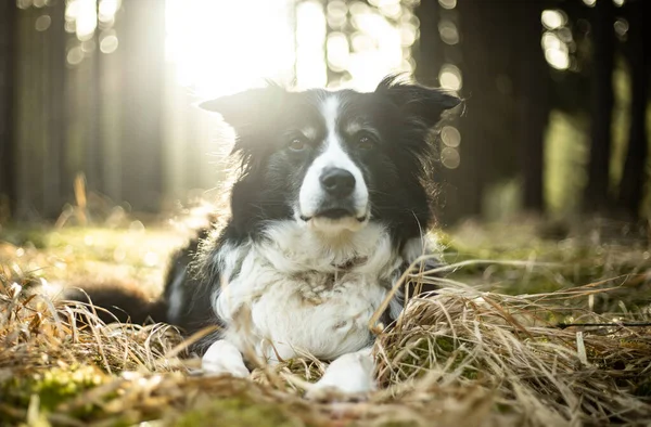 Black and white border collie in green forest with backgroubd light — ストック写真