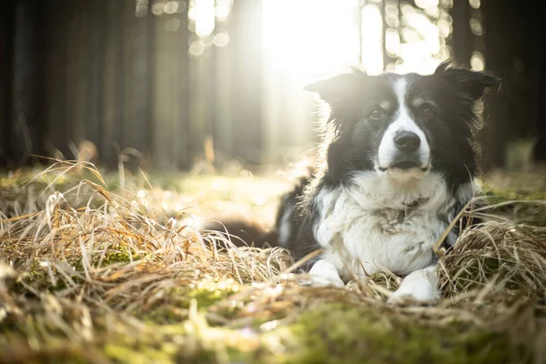 Black and white border collie in green forest with backgroubd light — 스톡 사진