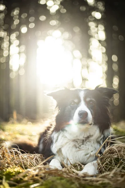 Black and white border collie in green forest with backgroubd light — Zdjęcie stockowe