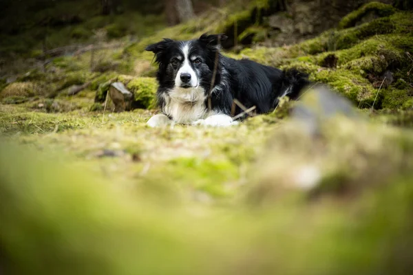 Adorable photo of a black and white border collie in the green forest Royalty Free Stock Images