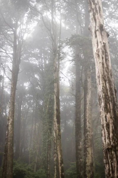 Esős Zöld Ködös Erdők Portugáliában Európában — Stock Fotó