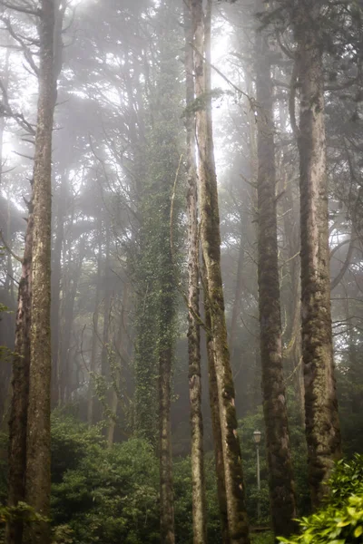 Βροχερό πράσινο και ομιχλώδες δάσος στην Πορτογαλία — Φωτογραφία Αρχείου