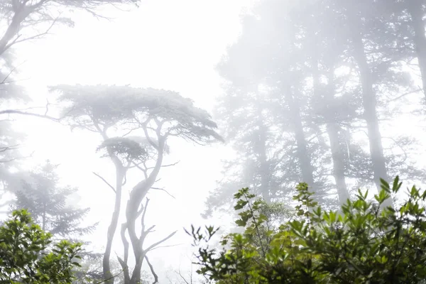 Esős zöld és ködös erdő Portugáliában — Stock Fotó