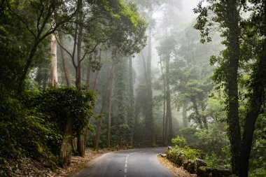 Yağmurlu karanlık manzara orman yolu ile