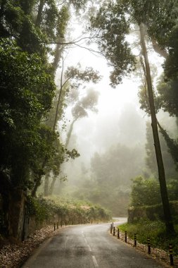 Yağmurlu karanlık manzara orman yolu ile