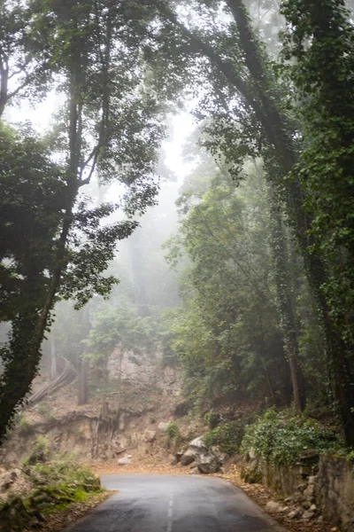 Paisaje lluvioso oscuro con un camino forestal — Foto de Stock