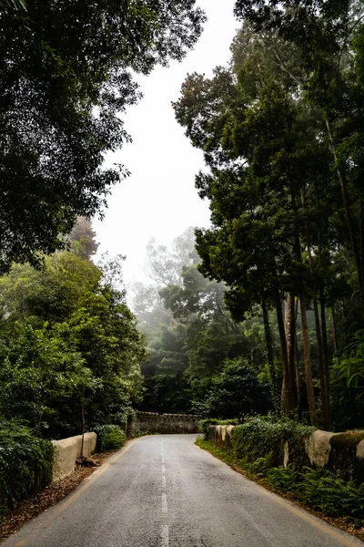 Paisagem chuvosa escura com uma estrada florestal — Fotografia de Stock