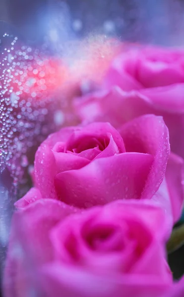 Roze natte rozen bloeien close-up — Stockfoto