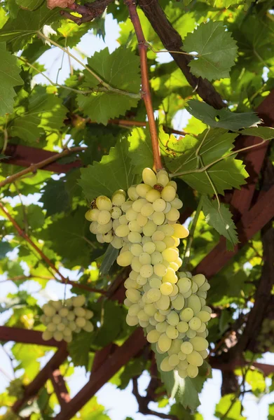 Uvas blancas en el viñedo —  Fotos de Stock