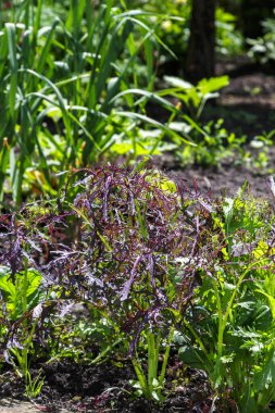 Yaz mevsiminde topraktaki marul bitkisi