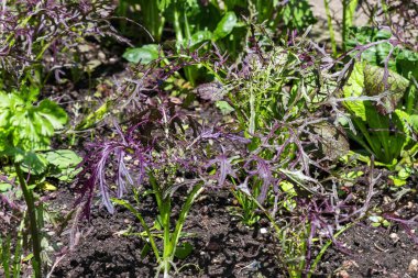 Yaz mevsiminde topraktaki marul bitkisi